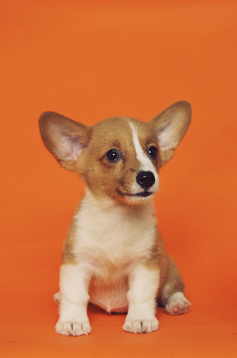 Sinta Bali dog for adoption