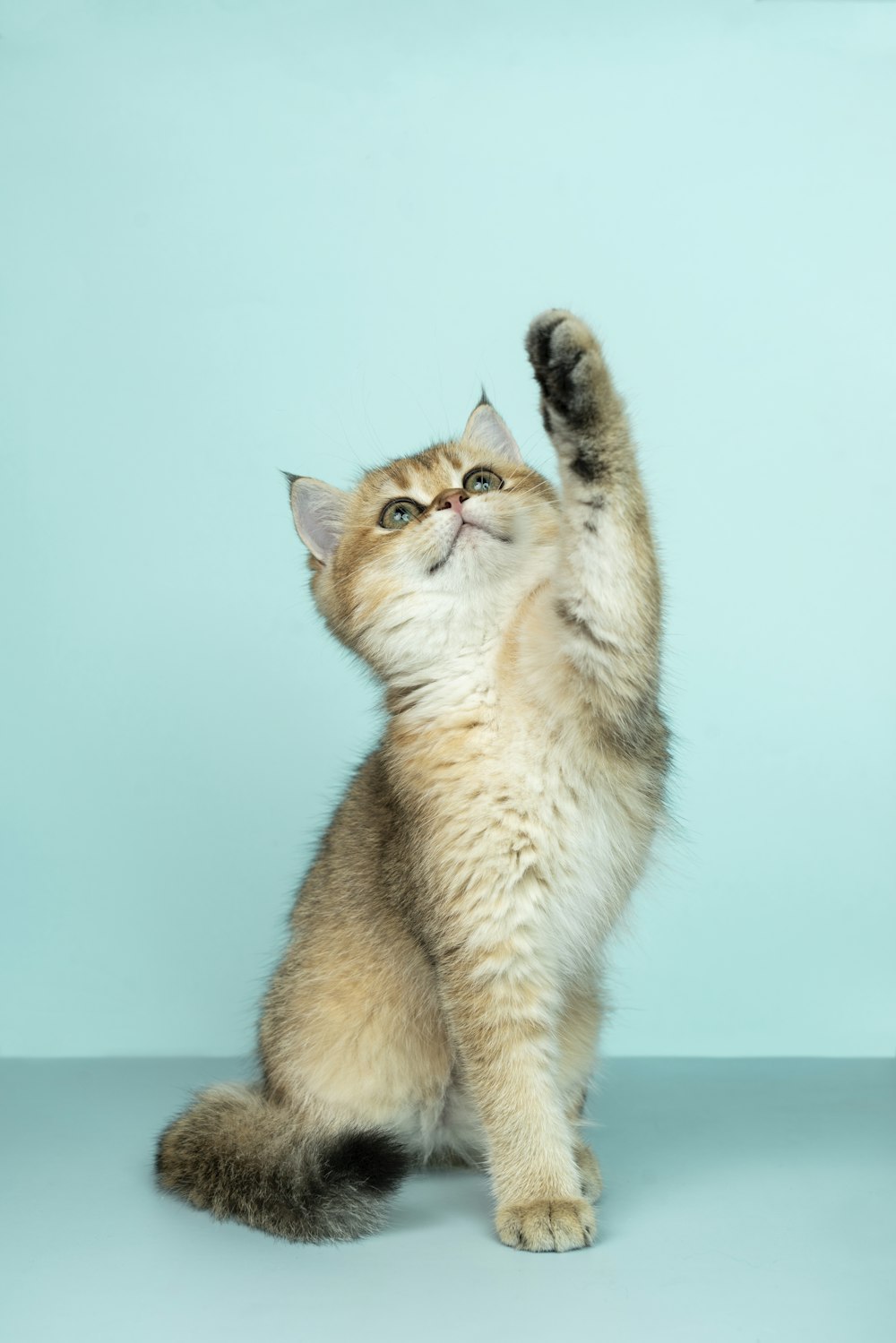 Rescued kitten Bali