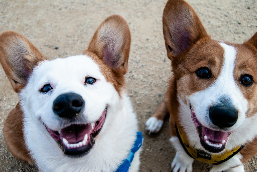 Volunteer with Bali dogs on beach